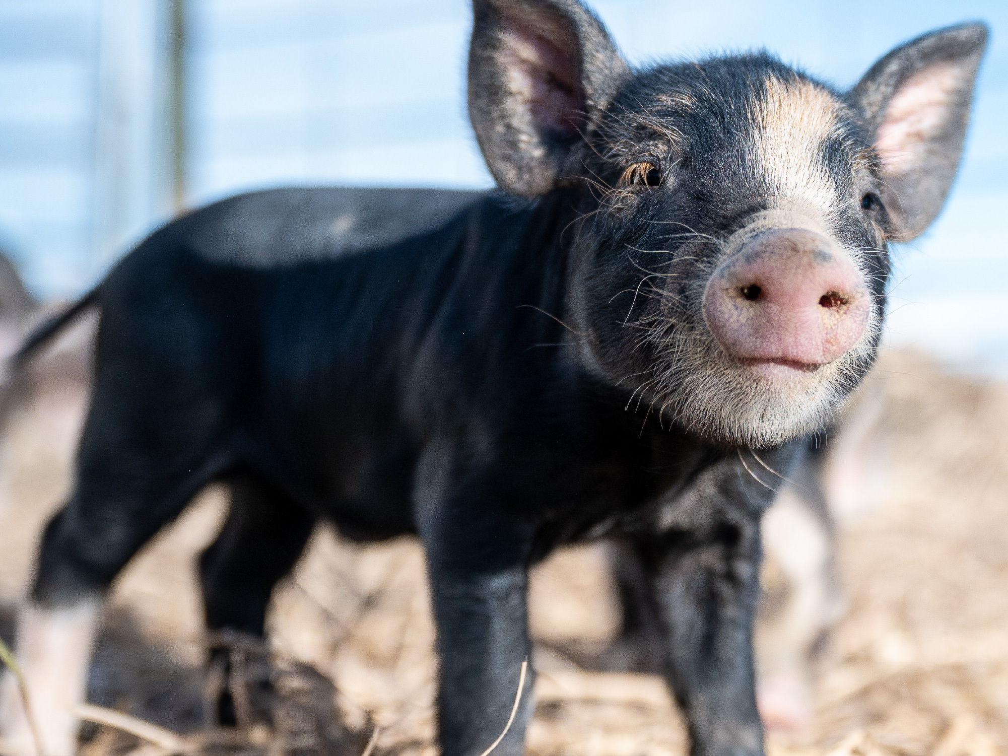 South Dakota Pork | The Advantages of Raising Hogs in South Dakota